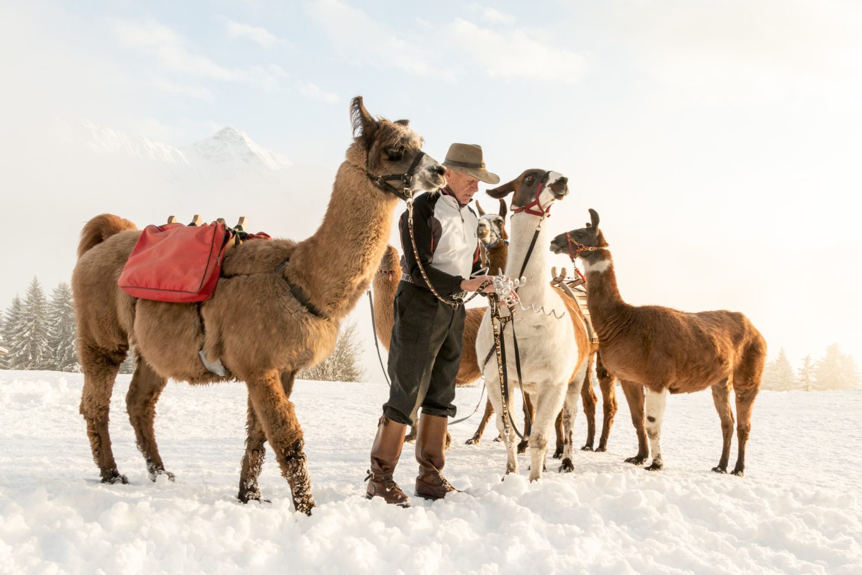 Lamatrekking im Montafon