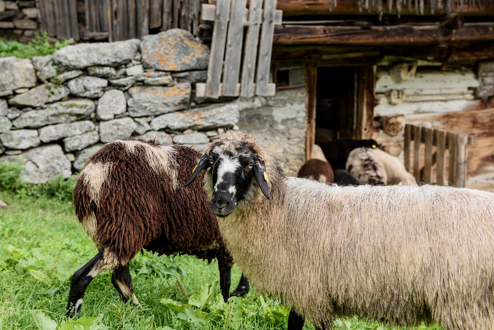 Das orginal Montafoner Steinschaf